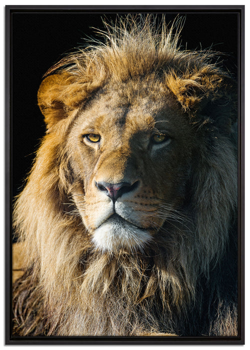 beeindruckender Löwe auf Leinwandbild gerahmt Größe 100x70