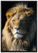 beeindruckender Löwe auf Leinwandbild gerahmt Größe 100x70