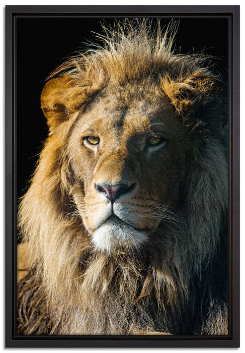 beeindruckender Löwe auf Leinwandbild gerahmt Größe 60x40