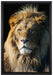 beeindruckender Löwe auf Leinwandbild gerahmt Größe 60x40