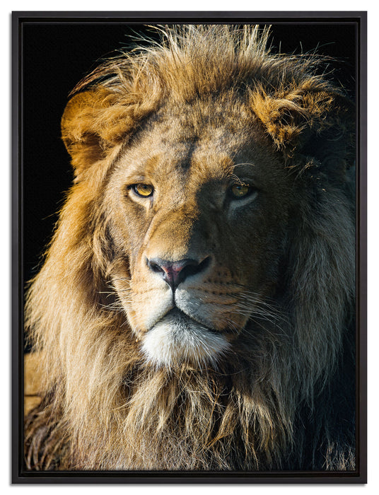 beeindruckender Löwe auf Leinwandbild gerahmt Größe 80x60