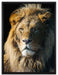 beeindruckender Löwe auf Leinwandbild gerahmt Größe 80x60