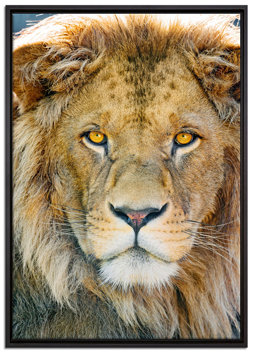 bildschöner Löwe auf Leinwandbild gerahmt Größe 100x70