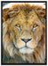 bildschöner Löwe auf Leinwandbild gerahmt Größe 100x70