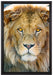 bildschöner Löwe auf Leinwandbild gerahmt Größe 60x40
