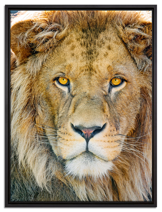 bildschöner Löwe auf Leinwandbild gerahmt Größe 80x60