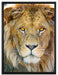 bildschöner Löwe auf Leinwandbild gerahmt Größe 80x60
