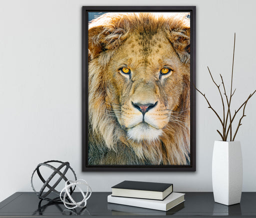 bildschöner Löwe auf Leinwandbild gerahmt mit Kirschblüten