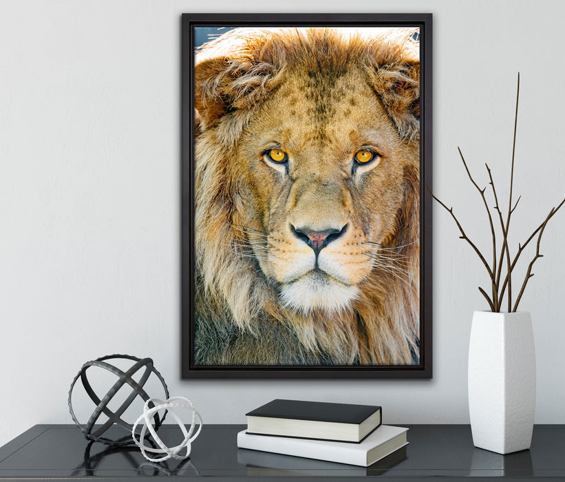 bildschöner Löwe auf Leinwandbild gerahmt mit Kirschblüten