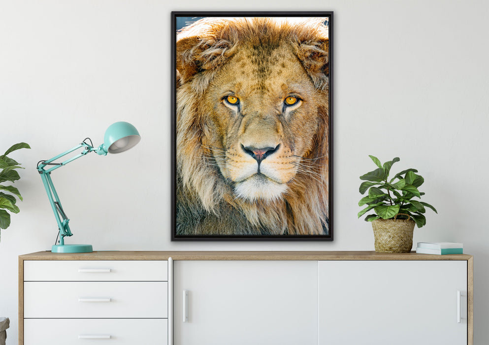bildschöner Löwe auf Leinwandbild gerahmt verschiedene Größen im Wohnzimmer