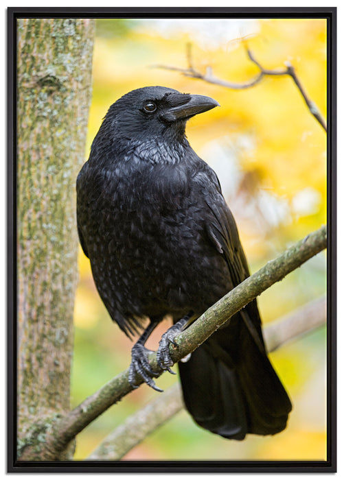 schwarzer Rabe auf Ast auf Leinwandbild gerahmt Größe 100x70