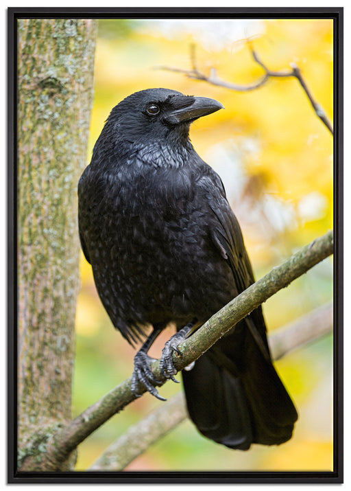 schwarzer Rabe auf Ast auf Leinwandbild gerahmt Größe 100x70