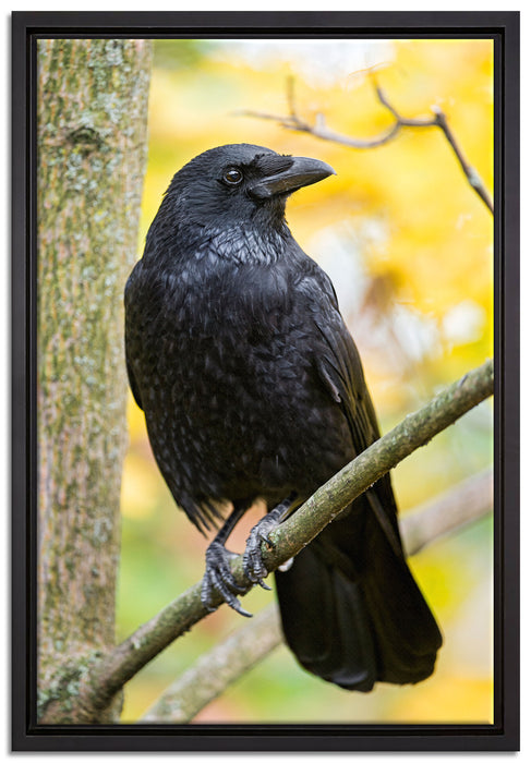 schwarzer Rabe auf Ast auf Leinwandbild gerahmt Größe 60x40