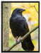 schwarzer Rabe auf Ast auf Leinwandbild gerahmt Größe 80x60