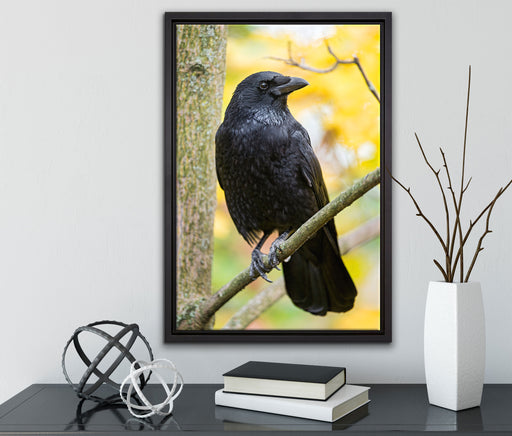 schwarzer Rabe auf Ast auf Leinwandbild gerahmt mit Kirschblüten