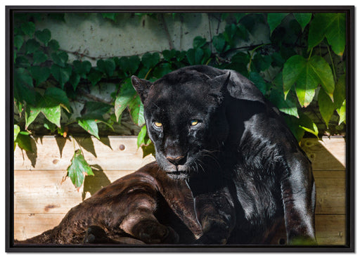 schwarzer Panther auf Leinwandbild gerahmt Größe 100x70