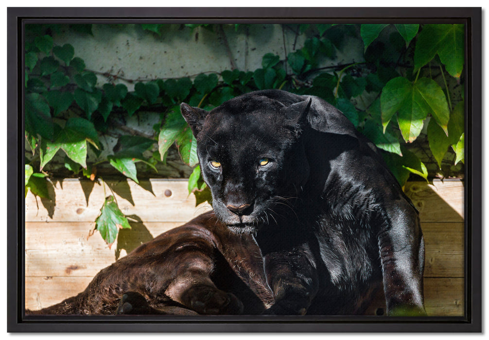 schwarzer Panther auf Leinwandbild gerahmt Größe 60x40