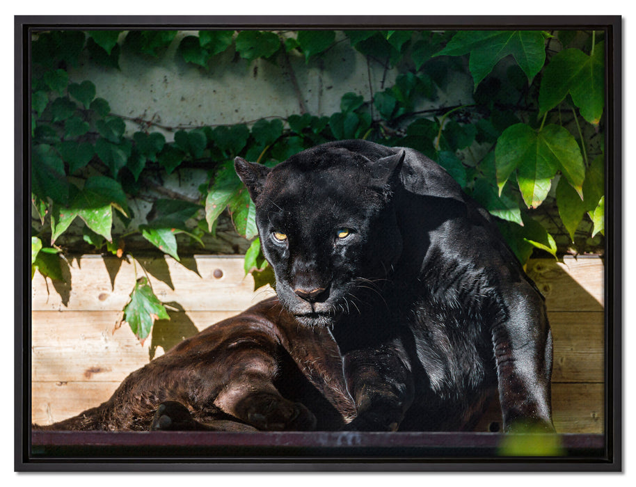 schwarzer Panther auf Leinwandbild gerahmt Größe 80x60