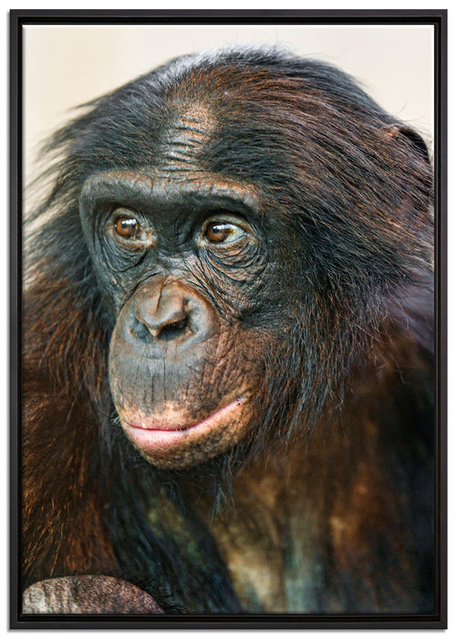 scheuer junger Gorilla auf Leinwandbild gerahmt Größe 100x70