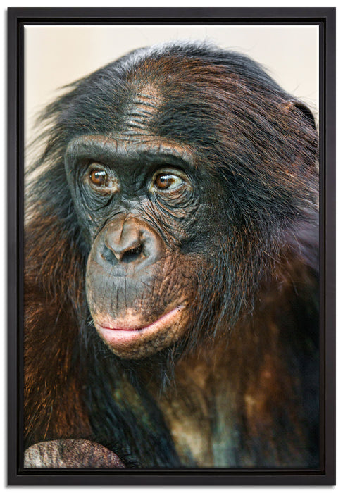 scheuer junger Gorilla auf Leinwandbild gerahmt Größe 60x40