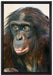 scheuer junger Gorilla auf Leinwandbild gerahmt Größe 60x40