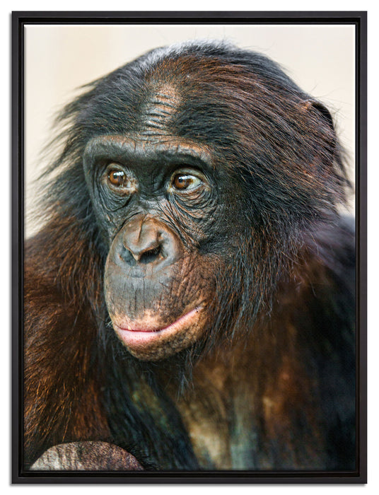 scheuer junger Gorilla auf Leinwandbild gerahmt Größe 80x60