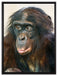 scheuer junger Gorilla auf Leinwandbild gerahmt Größe 80x60