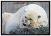 schlafender Eisbär auf Leinwandbild gerahmt Größe 100x70