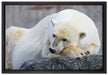 schlafender Eisbär auf Leinwandbild gerahmt Größe 60x40