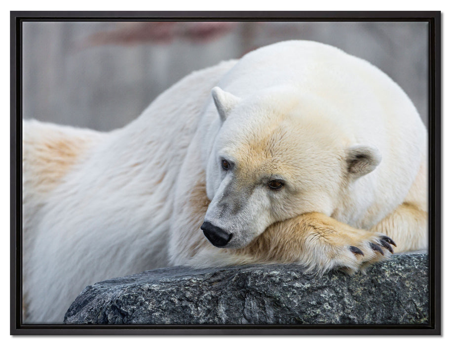 schlafender Eisbär auf Leinwandbild gerahmt Größe 80x60