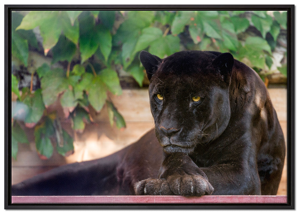 schöner schwarzer Panther auf Leinwandbild gerahmt Größe 100x70