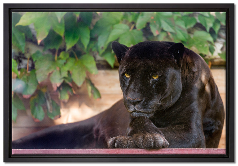 schöner schwarzer Panther auf Leinwandbild gerahmt Größe 60x40