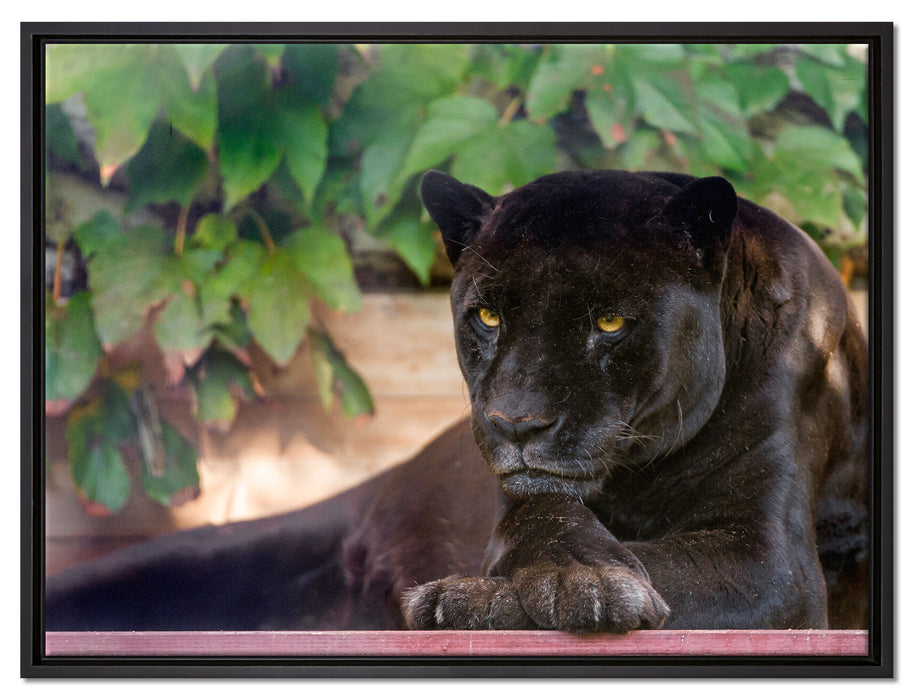schöner schwarzer Panther auf Leinwandbild gerahmt Größe 80x60