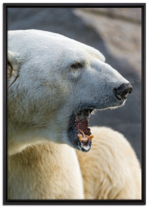 brüllender Eisbär auf Leinwandbild gerahmt Größe 100x70