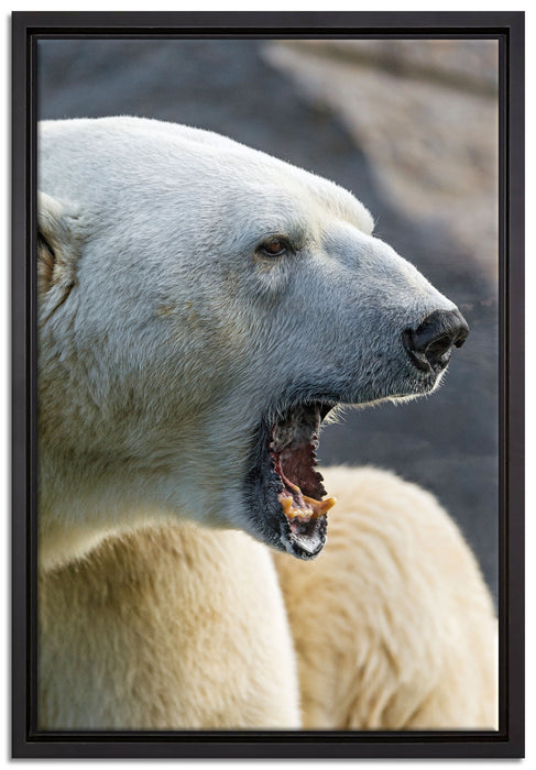 brüllender Eisbär auf Leinwandbild gerahmt Größe 60x40