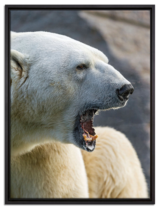 brüllender Eisbär auf Leinwandbild gerahmt Größe 80x60