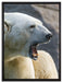 brüllender Eisbär auf Leinwandbild gerahmt Größe 80x60