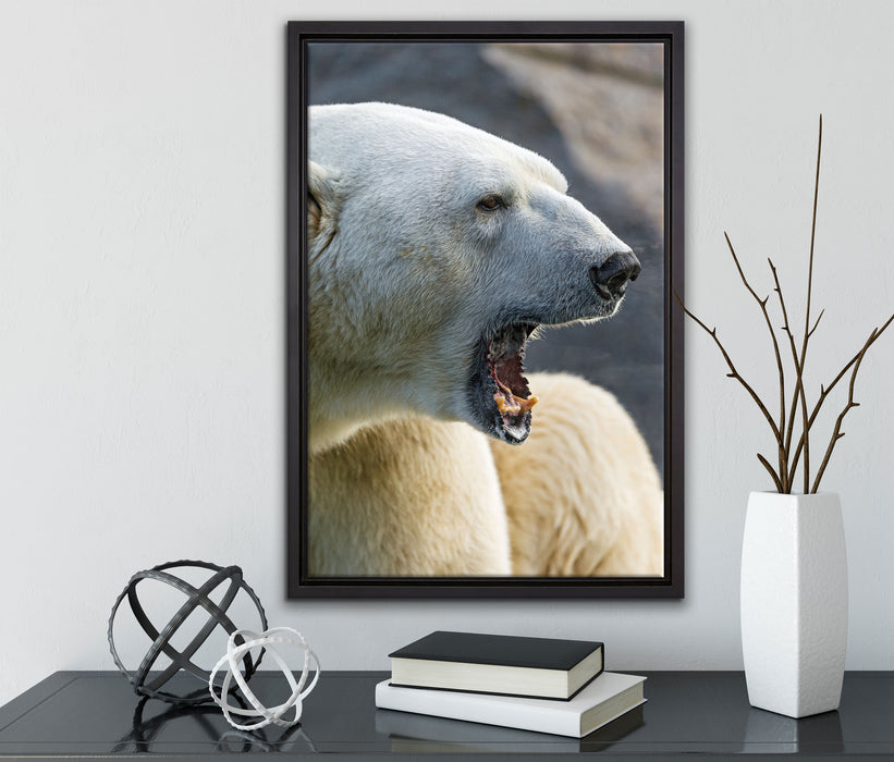 brüllender Eisbär auf Leinwandbild gerahmt mit Kirschblüten