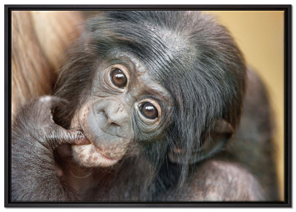 süßes Orang-Utan-Junges auf Leinwandbild gerahmt Größe 100x70