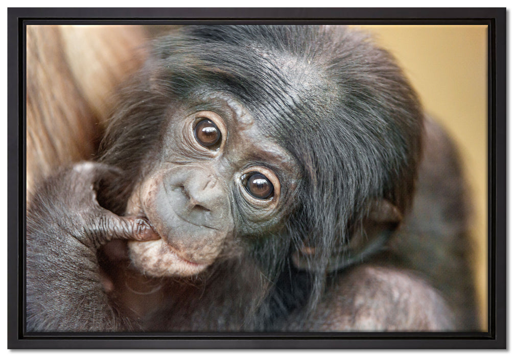 süßes Orang-Utan-Junges auf Leinwandbild gerahmt Größe 60x40