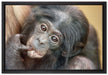 süßes Orang-Utan-Junges auf Leinwandbild gerahmt Größe 60x40