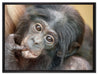 süßes Orang-Utan-Junges auf Leinwandbild gerahmt Größe 80x60
