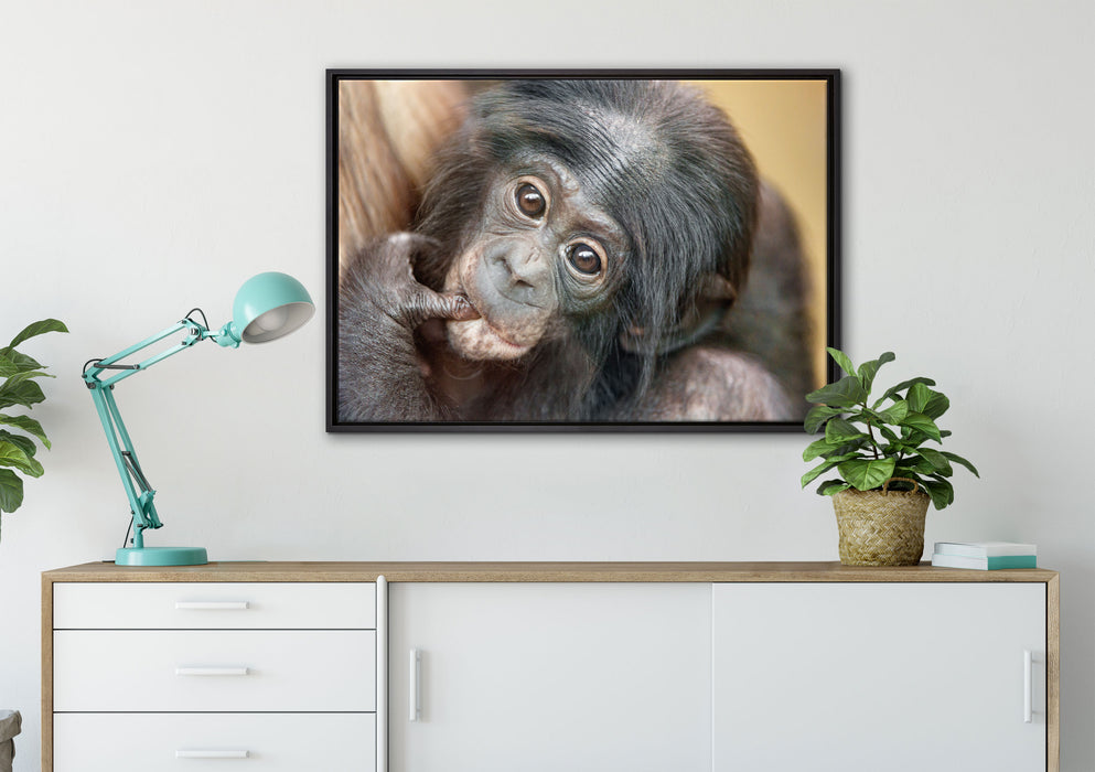 süßes Orang-Utan-Junges auf Leinwandbild gerahmt verschiedene Größen im Wohnzimmer