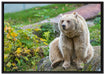 niedlicher Grizzlybär auf Stein auf Leinwandbild gerahmt Größe 100x70