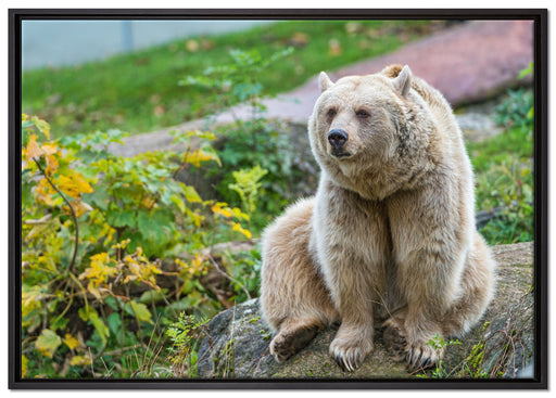 niedlicher Grizzlybär auf Stein auf Leinwandbild gerahmt Größe 100x70