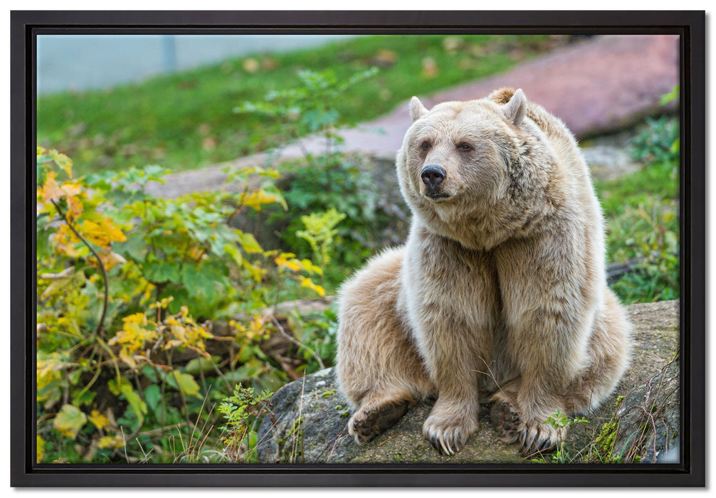 niedlicher Grizzlybär auf Stein auf Leinwandbild gerahmt Größe 60x40