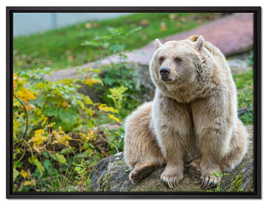 niedlicher Grizzlybär auf Stein auf Leinwandbild gerahmt Größe 80x60