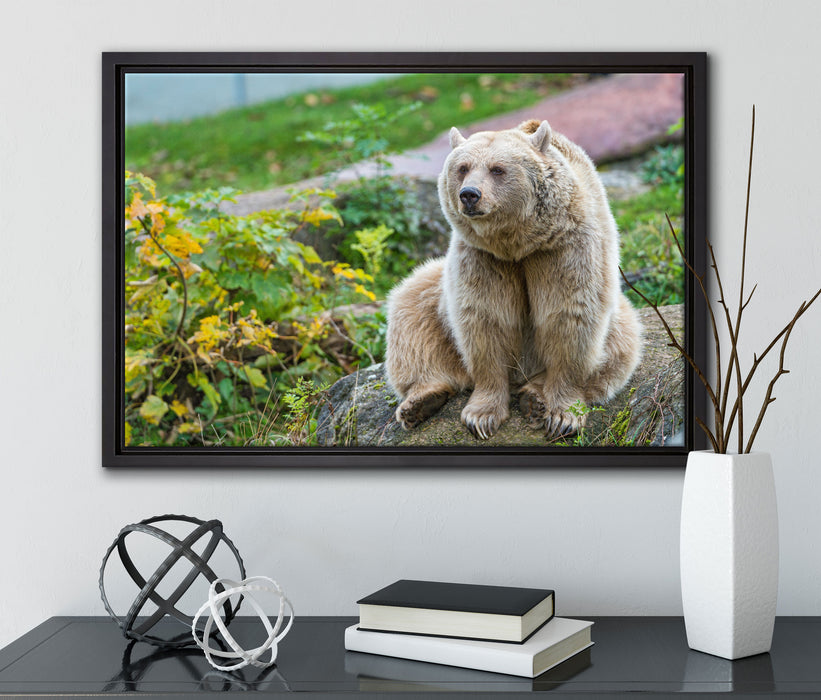 niedlicher Grizzlybär auf Stein auf Leinwandbild gerahmt mit Kirschblüten