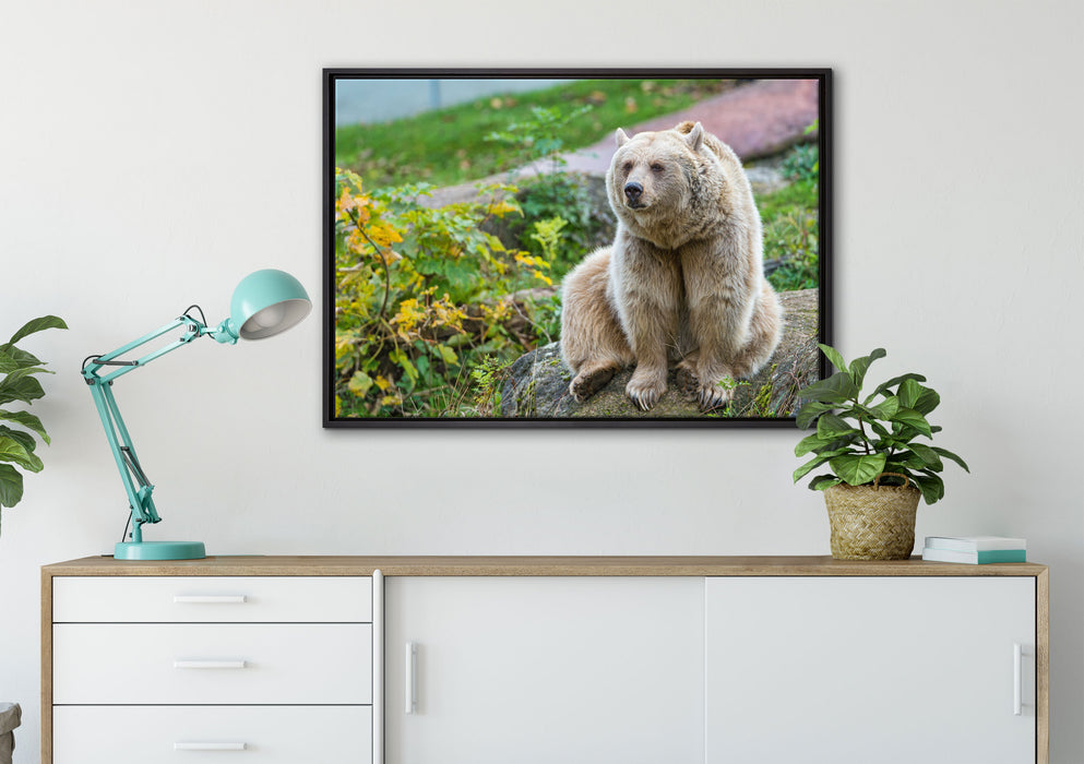 niedlicher Grizzlybär auf Stein auf Leinwandbild gerahmt verschiedene Größen im Wohnzimmer