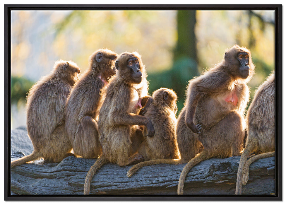 liebevolle Affenfamilie auf Leinwandbild gerahmt Größe 100x70